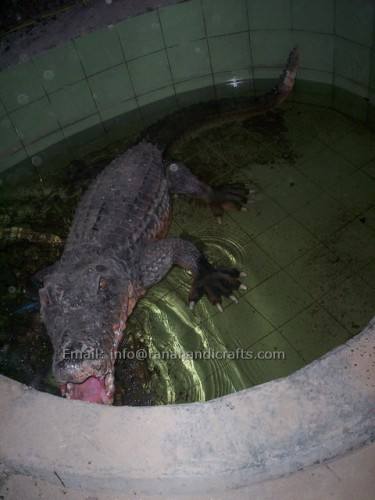 horror crocodile